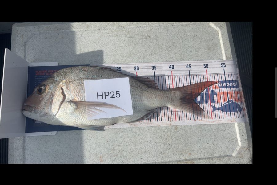 Hayden Trewavas caught this 45.0cm Snapper at Nelson/Marlborough during The Export NZ Fishing Competition