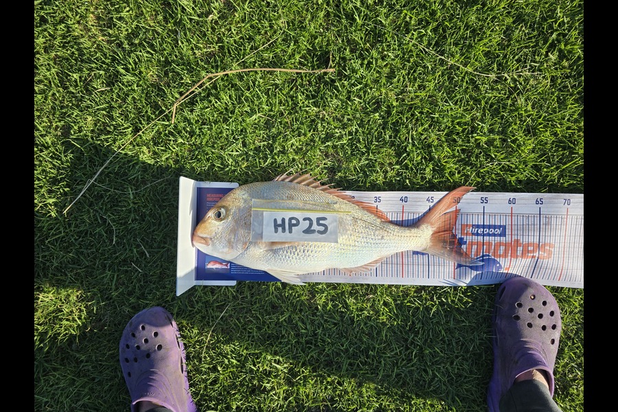 Lewis Griffiths caught this 49.5cm Snapper at Coromandel during The Export NZ Fishing Competition