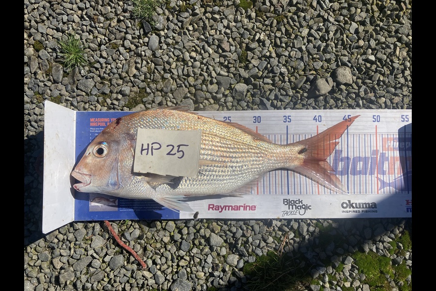 David Monagan caught this 41.0cm Snapper at Hawkes Bay during The Export NZ Fishing Competition