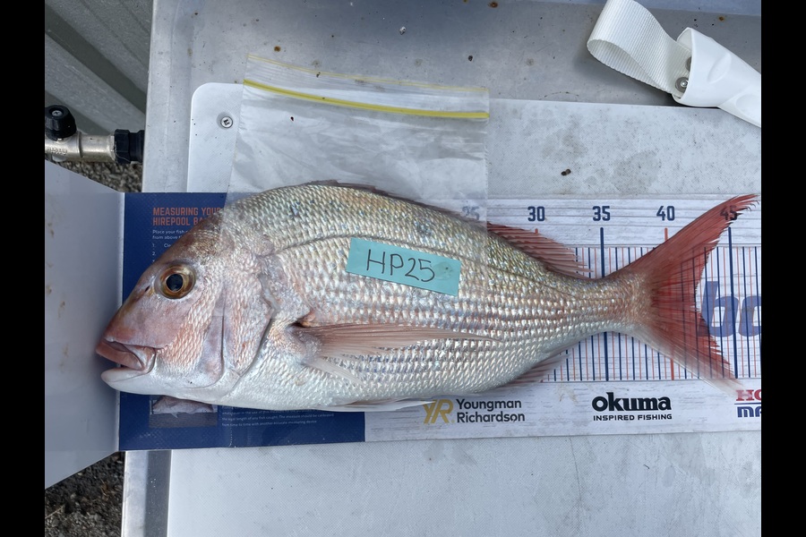 Regan George caught this 42.0cm Snapper at Taranaki during The Export NZ Fishing Competition