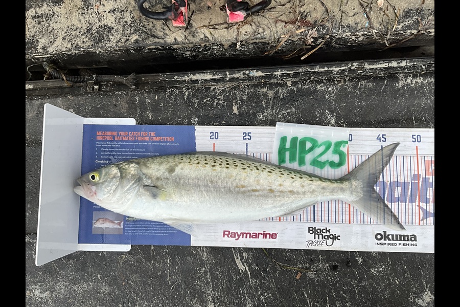 Stephen Heka caught this 43.5cm Kahawai at Northland during The Export NZ Fishing Competition