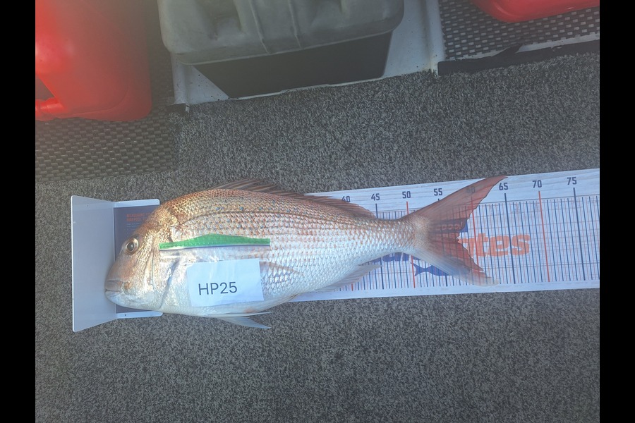 Rob Stroud caught this 57.5cm Snapper at Bay of Plenty during The Export NZ Fishing Competition
