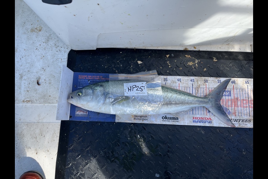David Hayman caught this 54.5cm Kahawai at Taranaki during The Export NZ Fishing Competition