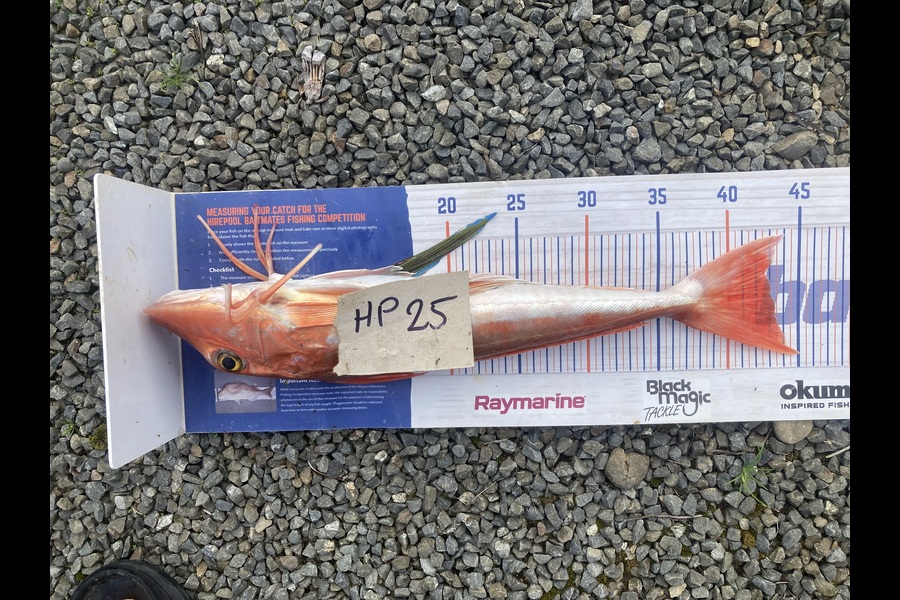 David Monagan caught this 43.0cm Gurnard at Hawkes Bay during The Export NZ Fishing Competition