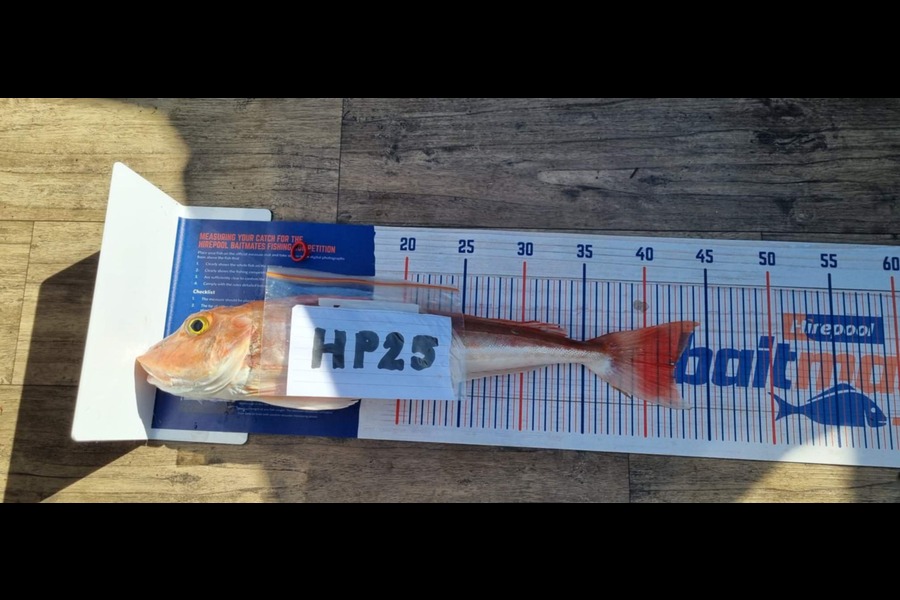 Shae Garrett caught this 42.0cm Gurnard at Hawkes Bay during The Export NZ Fishing Competition