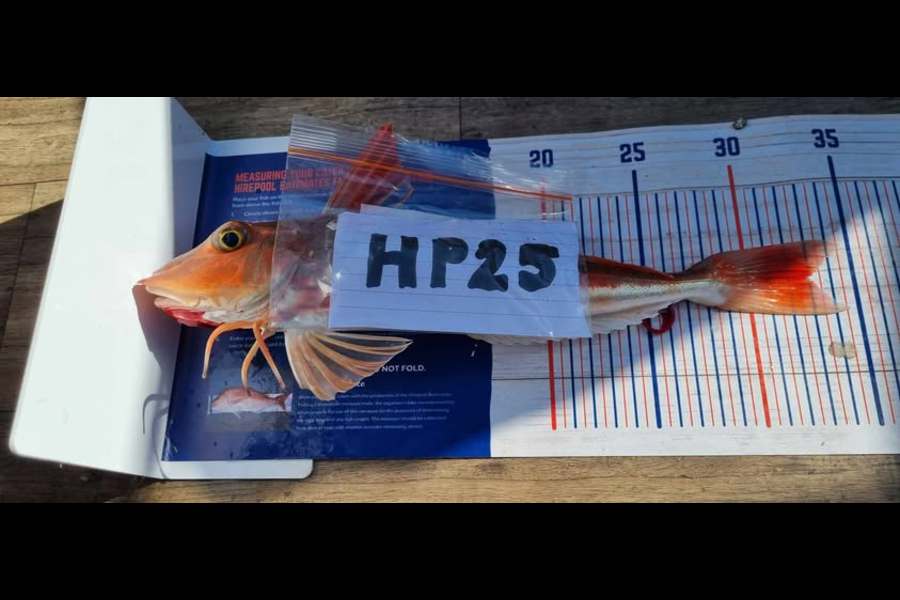 Ian Rouse caught this 33.0cm Gurnard at Hawkes Bay during The Export NZ Fishing Competition