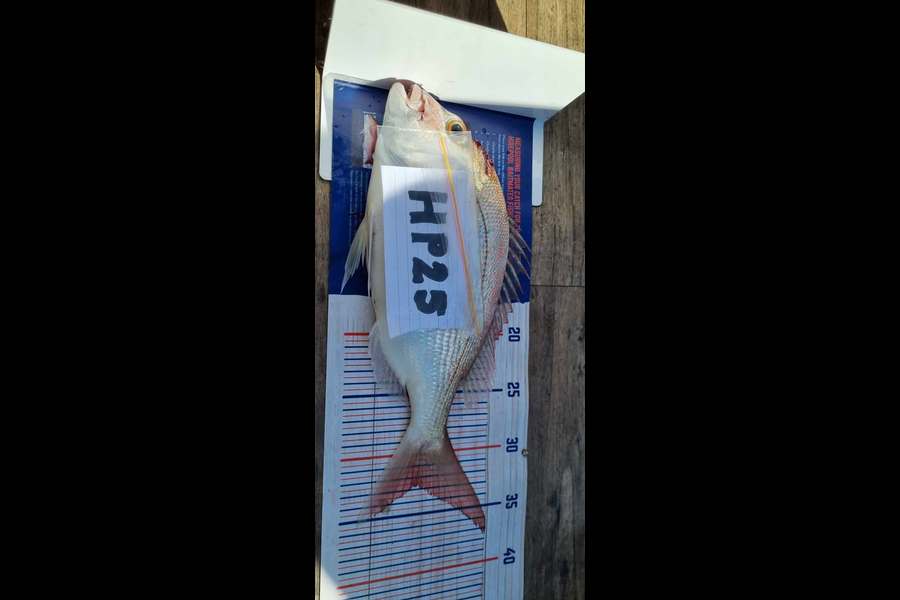 Ian Rouse caught this 32.5cm Snapper at Hawkes Bay during The Export NZ Fishing Competition