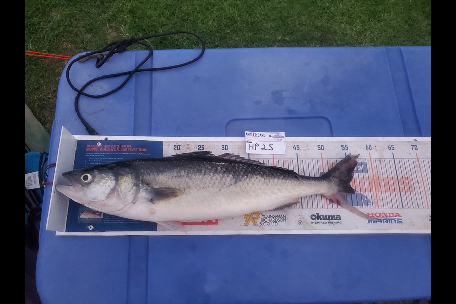 Wayne Hickman caught this 55.0cm Kahawai at Coromandel during The Export NZ Fishing Competition