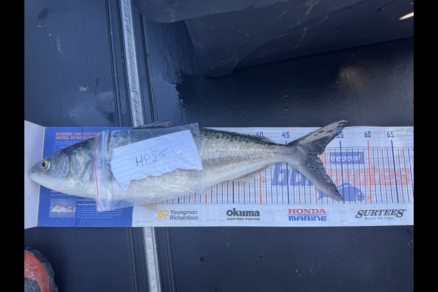 Gordy Pye caught this 50.5cm Kahawai at Wairarapa
 during The Export NZ Fishing Competition