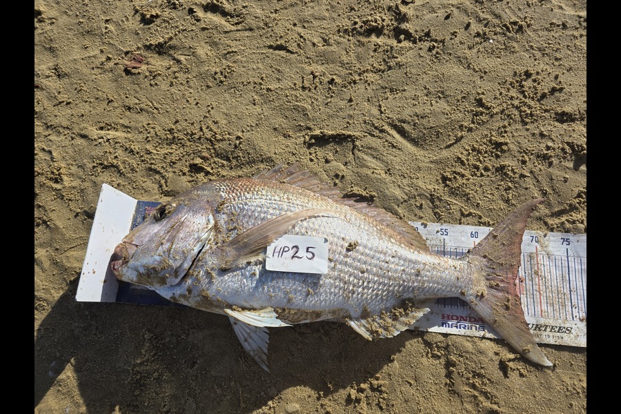 Peter Dunn caught this 66cm Snapper at Northland during The Export NZ Fishing Competition