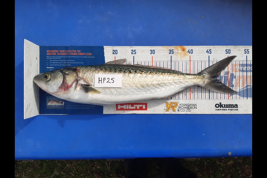 Clinton Emtage caught this 46.5cm Kahawai at Northland during The Export NZ Fishing Competition