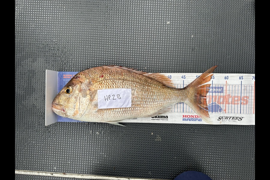 Shaun Kitching caught this 53.0cm Snapper at Northland during The Export NZ Fishing Competition
