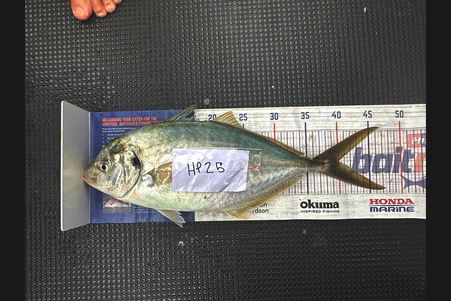 Braxton Kitching caught this 40.0cm Trevally at Northland during The Export NZ Fishing Competition