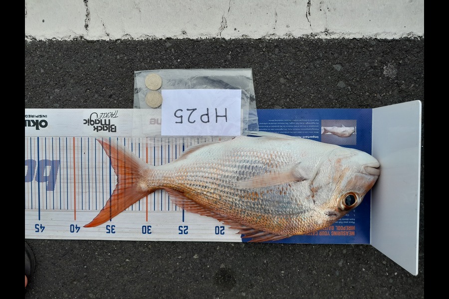 Arlo Lovegrove caught this 34.0cm Snapper at Auckland during The Export NZ Fishing Competition