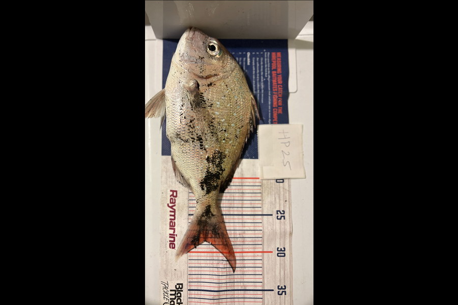 Joyson Dsilva caught this 28.5cm Snapper at Taranaki during The Export NZ Fishing Competition
