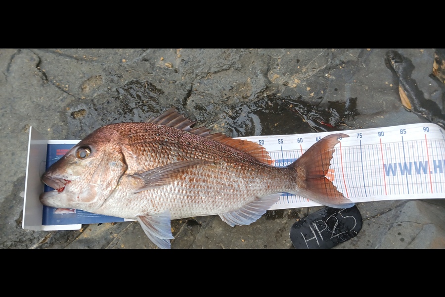 Mitchell Lindsay caught this 65.0cm Snapper at Auckland during The Export NZ Fishing Competition