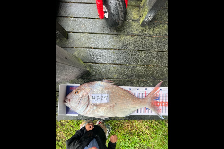 Andy Fatu caught this 57.5cm Snapper at Northland during The Export NZ Fishing Competition