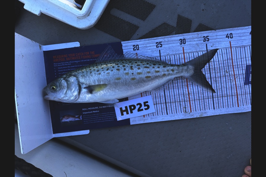 Beau Danks caught this 33.0cm Kahawai at Hawkes Bay during The Export NZ Fishing Competition