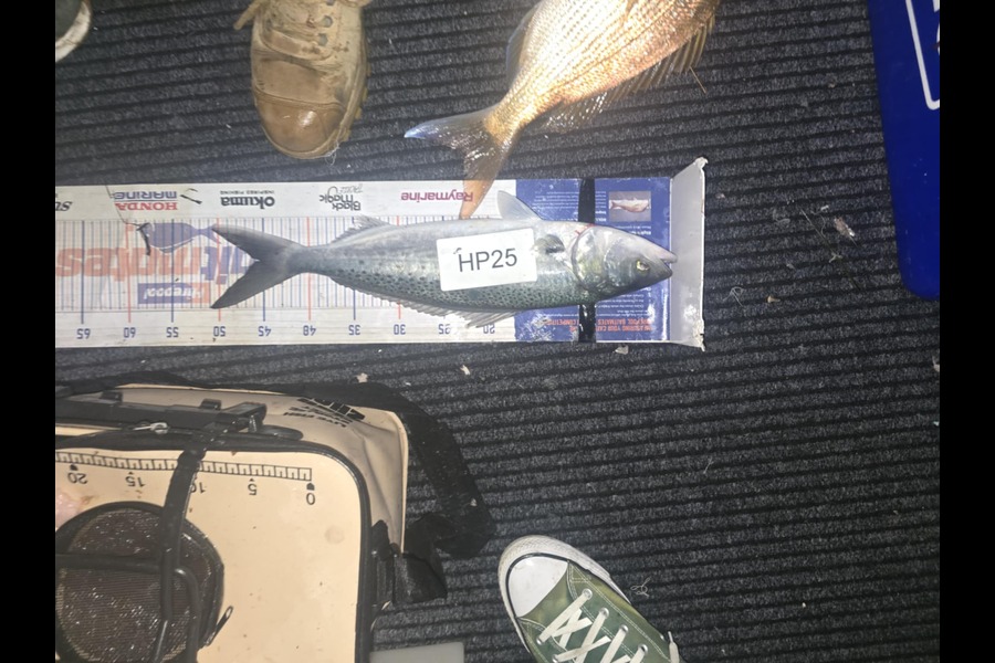 Cayleb Balks caught this 45.5cm Kahawai at Bay of Plenty during The Export NZ Fishing Competition