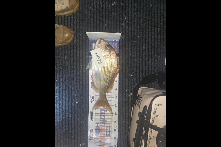 Cayleb Balks caught this 40.5cm Snapper at Bay of Plenty during The Export NZ Fishing Competition