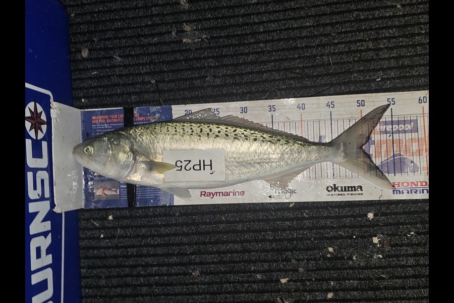 Cayleb Balks caught this 50.0cm Kahawai at Bay of Plenty during The Export NZ Fishing Competition