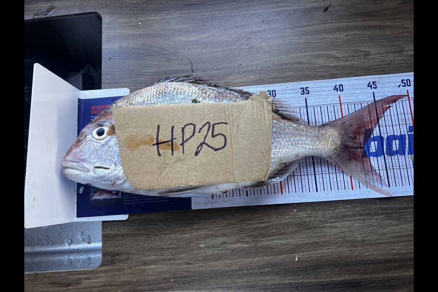 Mark  Bryan caught this 42cm Snapper at Taranaki during The Export NZ Fishing Competition