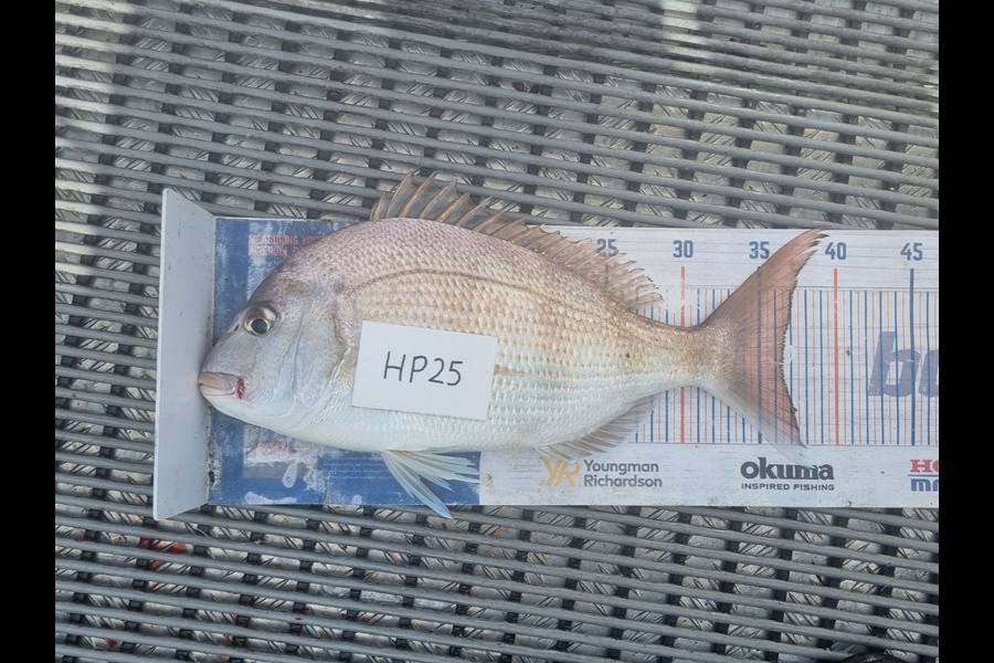 Jayden Emtage caught this 36.5cm Snapper at Northland during The Export NZ Fishing Competition