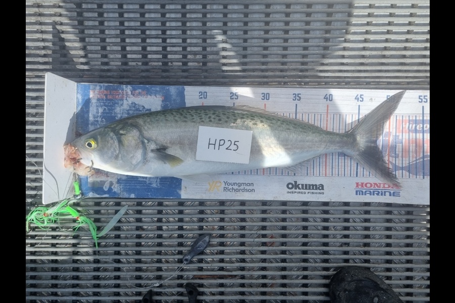 Jayden Emtage caught this 48.0cm Kahawai at Northland during The Export NZ Fishing Competition