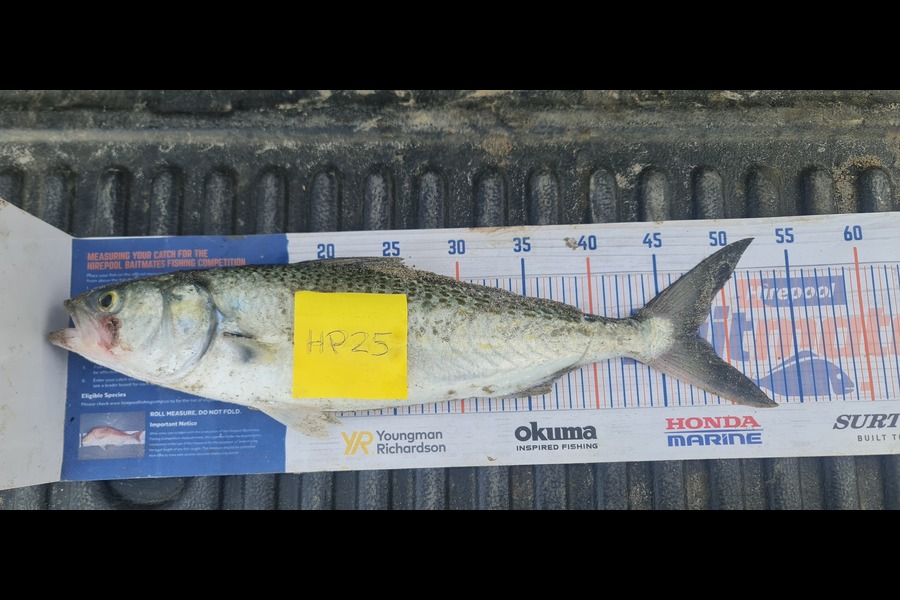 Jason Calder caught this 48.0cm Kahawai at Bay of Plenty during The Export NZ Fishing Competition