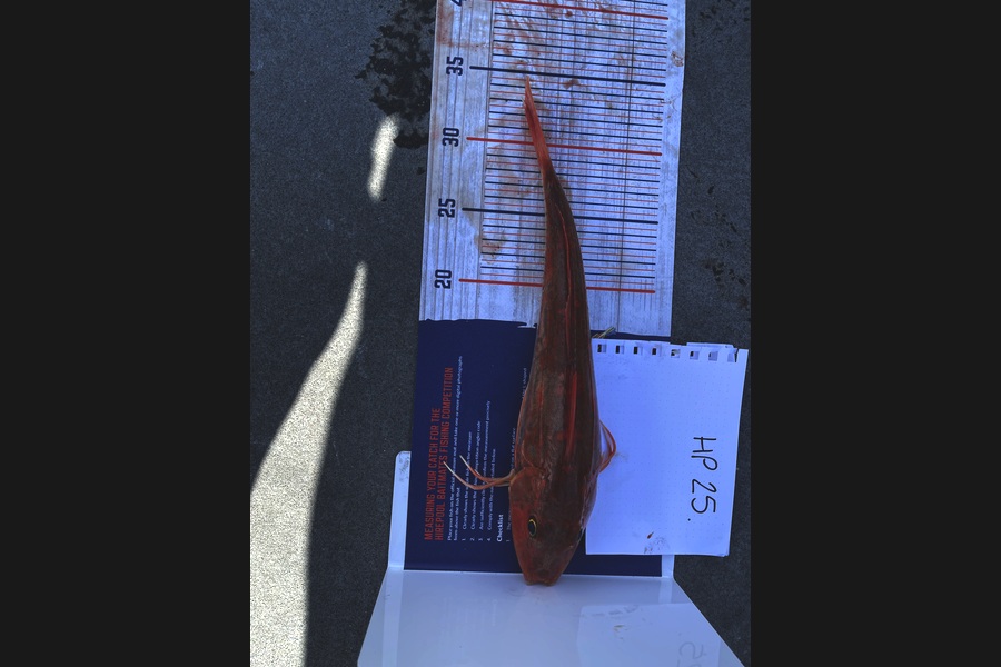 Kohen Broadmore caught this 33.0cm Gurnard at Taranaki during The Export NZ Fishing Competition