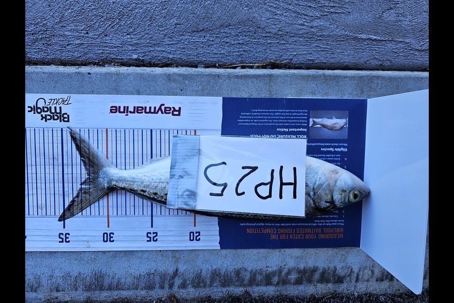 Sheila Jackson caught this 32.0cm Kahawai at Nelson/Marlborough during The Export NZ Fishing Competition
