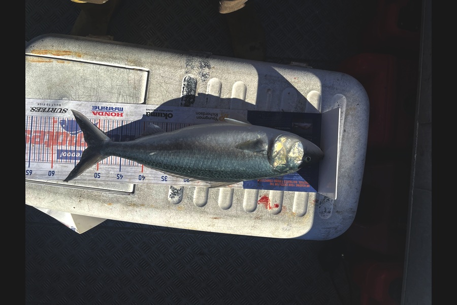 Harry Young caught this 52.0cm Kahawai at Nelson/Marlborough during The Export NZ Fishing Competition