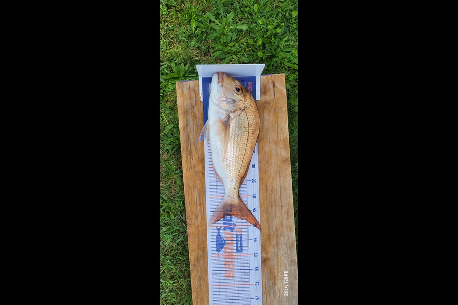 Ricky  Blanken caught this 46cm Snapper at Northland during The Export NZ Fishing Competition