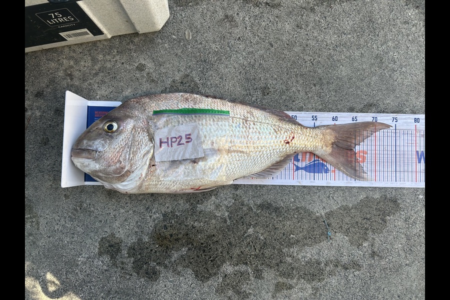 James Baker caught this 64.5cm Snapper at Northland during The Export NZ Fishing Competition