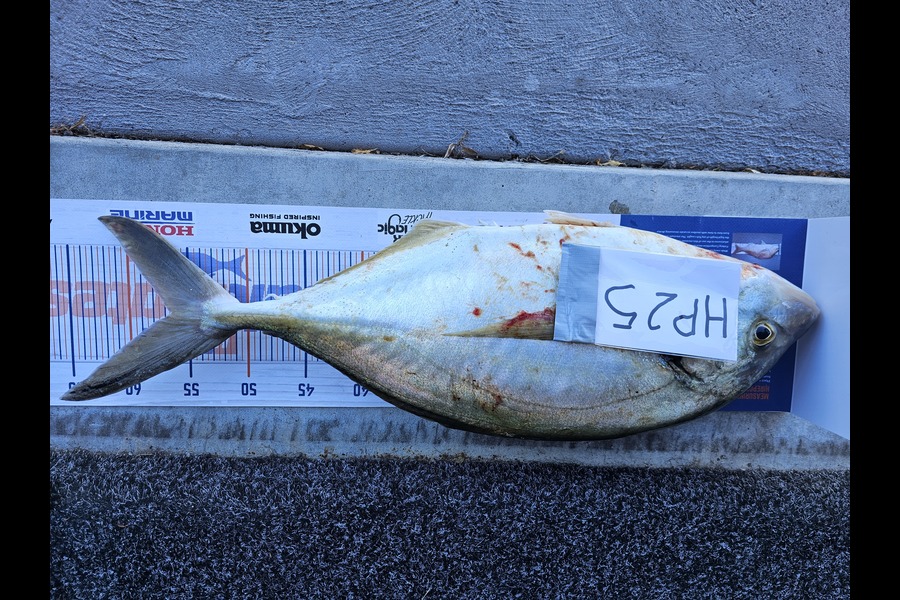 Stephen Anderson caught this 56.5cm Trevally at Nelson/Marlborough during The Export NZ Fishing Competition