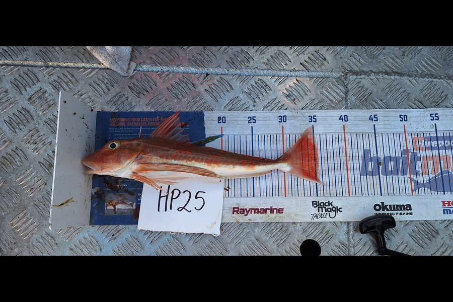 Trevor Hopson caught this 35.5cm Gurnard at Bay of Plenty during The Export NZ Fishing Competition