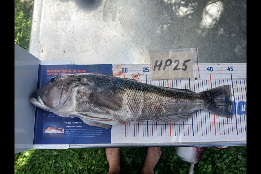 Timothy Beale caught this 44.5cm Blue Cod at Wairarapa
 during The Export NZ Fishing Competition