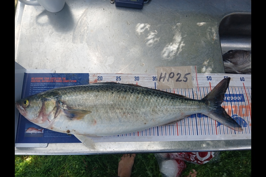 Timothy Beale caught this 51.5cm Kahawai at Wairarapa
 during The Export NZ Fishing Competition