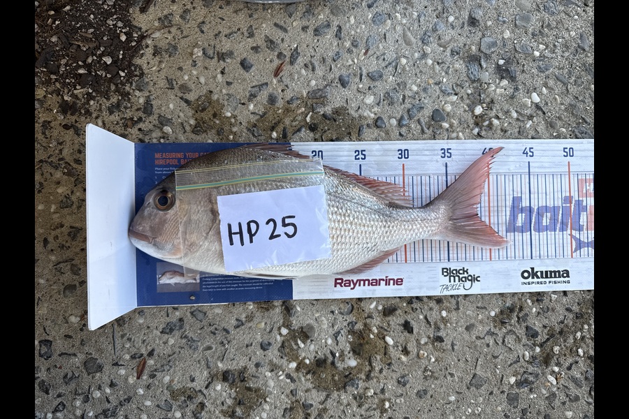 Chris Dudson caught this 38.5cm Snapper at Bay of Plenty during The Export NZ Fishing Competition