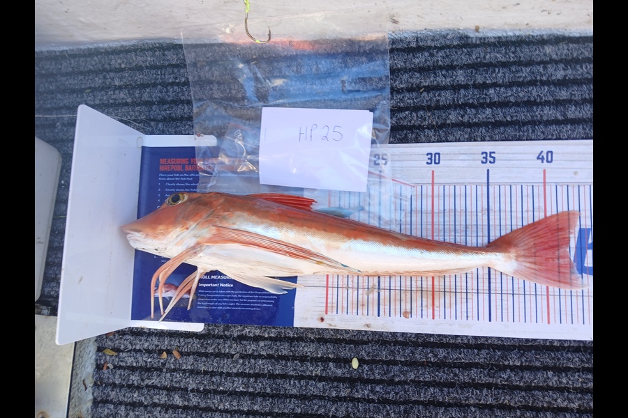 Jan Christoffel Greyling caught this 41.5cm Gurnard at Hawkes Bay during The Export NZ Fishing Competition