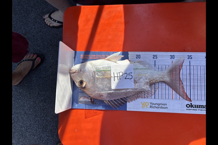 Kim Stone caught this 32.0cm Snapper at Auckland during The Export NZ Fishing Competition