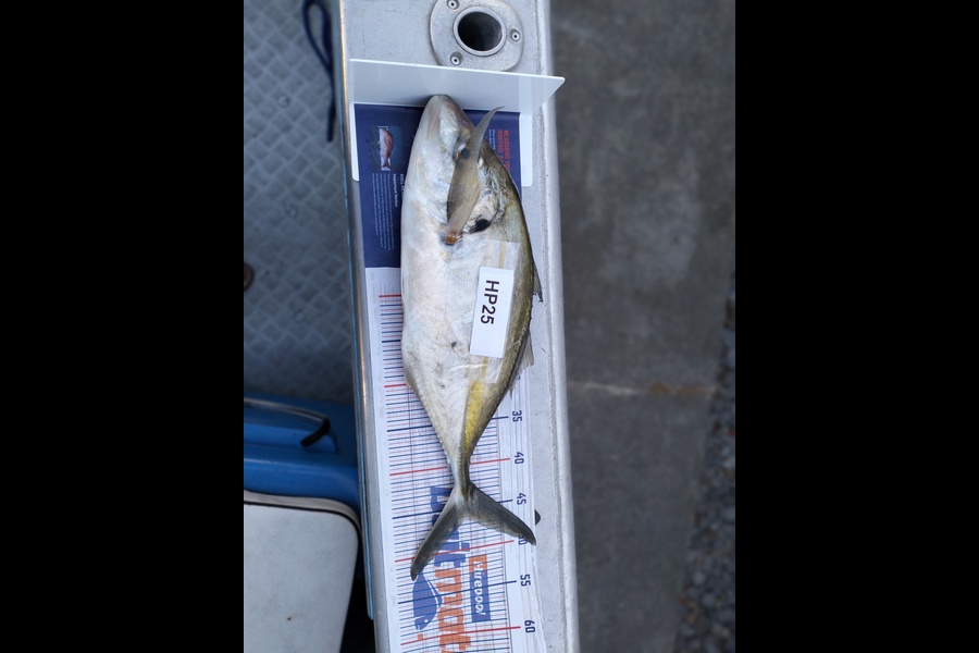 Jacynda Russell caught this 46cm Trevally at Hawkes Bay during The Export NZ Fishing Competition