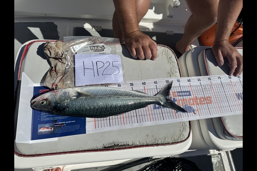Rupert Laufs caught this 49.0cm Kahawai at Bay of Plenty during The Export NZ Fishing Competition