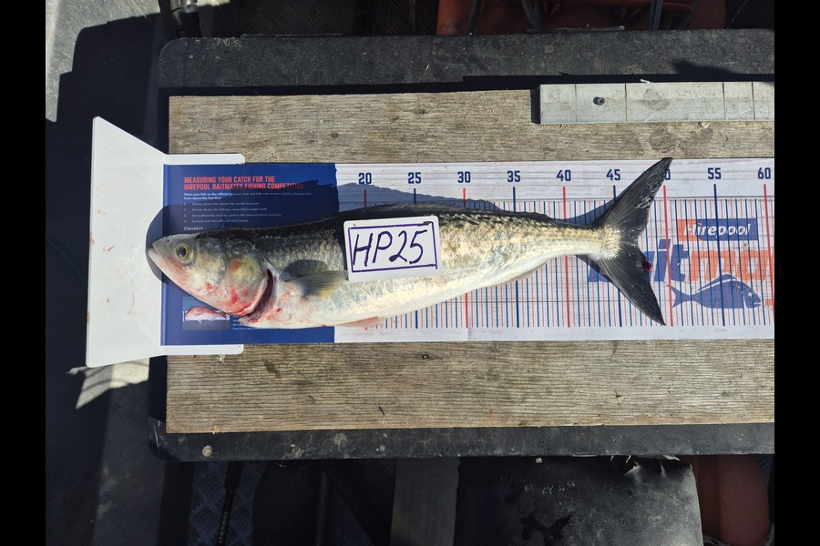 Richard Ashby caught this 46cm Kahawai at Northland during The Export NZ Fishing Competition