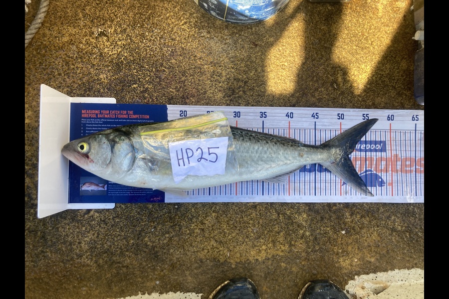 Anthony Murray caught this 51.5cm Kahawai at Wellington during The Export NZ Fishing Competition