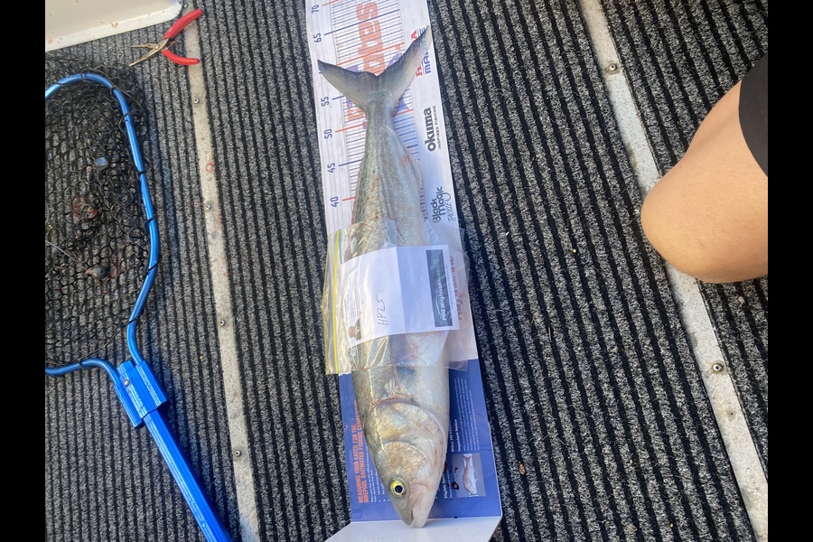 Chris Lepine caught this 56.5cm Kahawai at Nelson/Marlborough during The Export NZ Fishing Competition