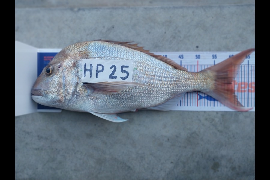 Henry Smith caught this 60.0cm Snapper at Northland during The Export NZ Fishing Competition