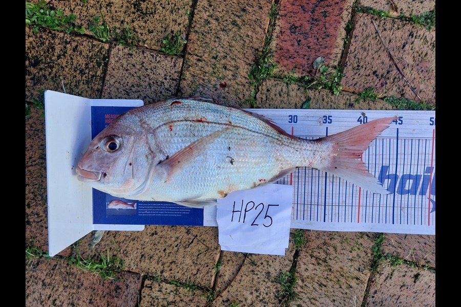 Andrew Wooster caught this 39.5cm Snapper at Wellington during The Export NZ Fishing Competition