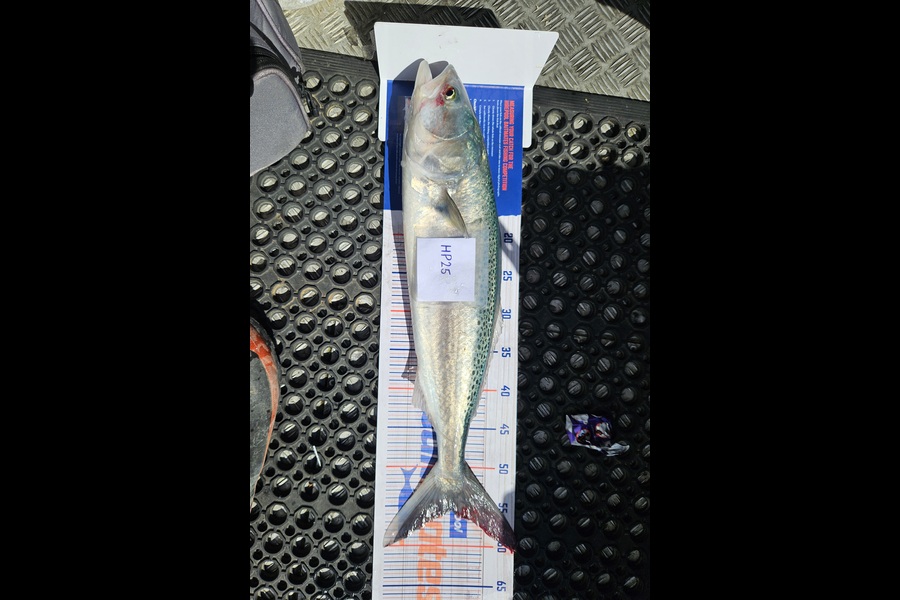 Lachie Mclean caught this 55.5cm Kahawai at Taranaki during The Export NZ Fishing Competition