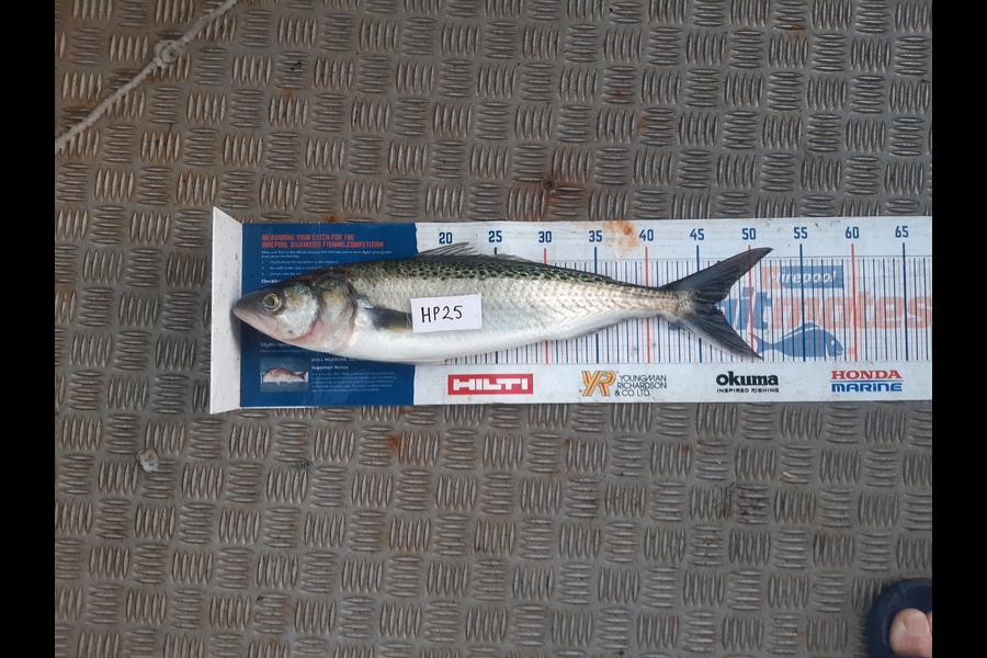 Clinton Emtage caught this 46.5cm Kahawai at Northland during The Export NZ Fishing Competition